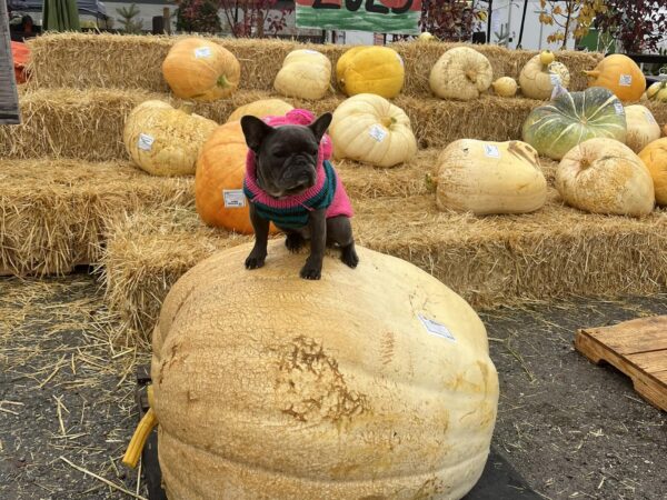 Pumpkin Day and Fall Fair 2024