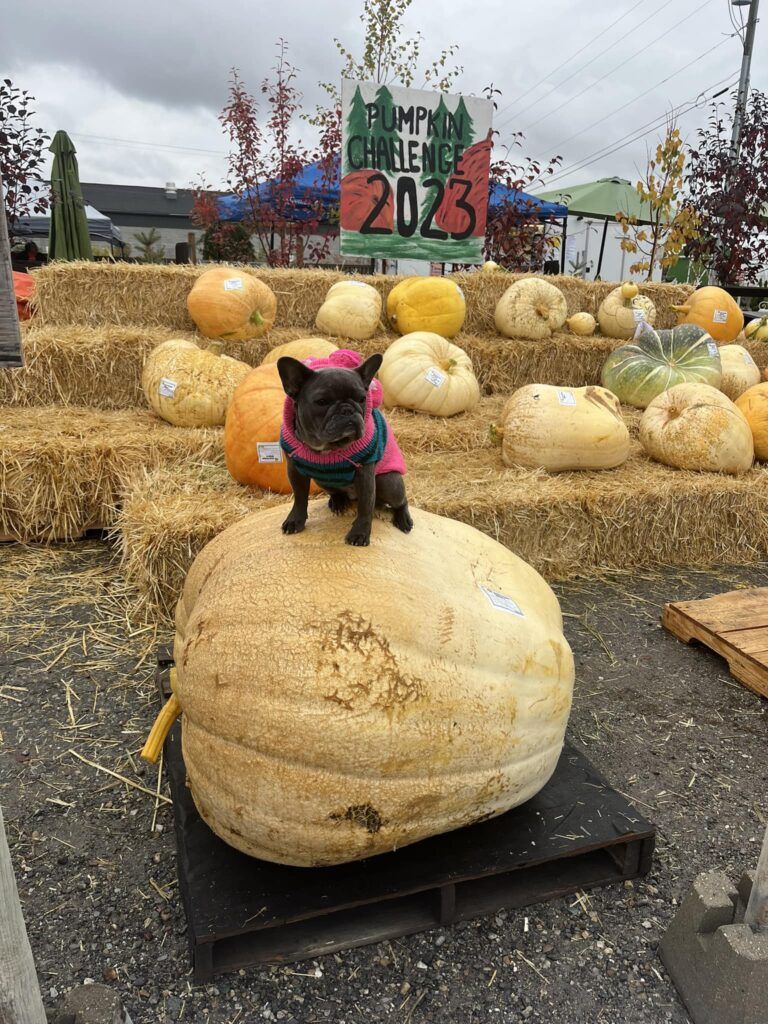 Pumpkin Day and Fall Fair 2024